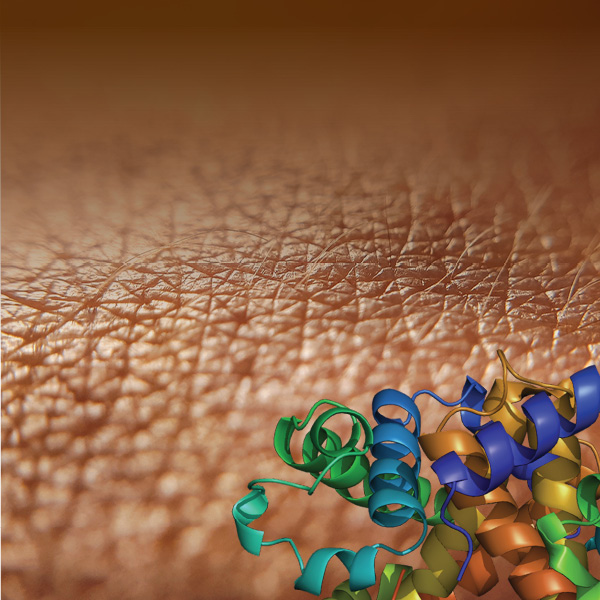 Close-up of skin with representation of protein