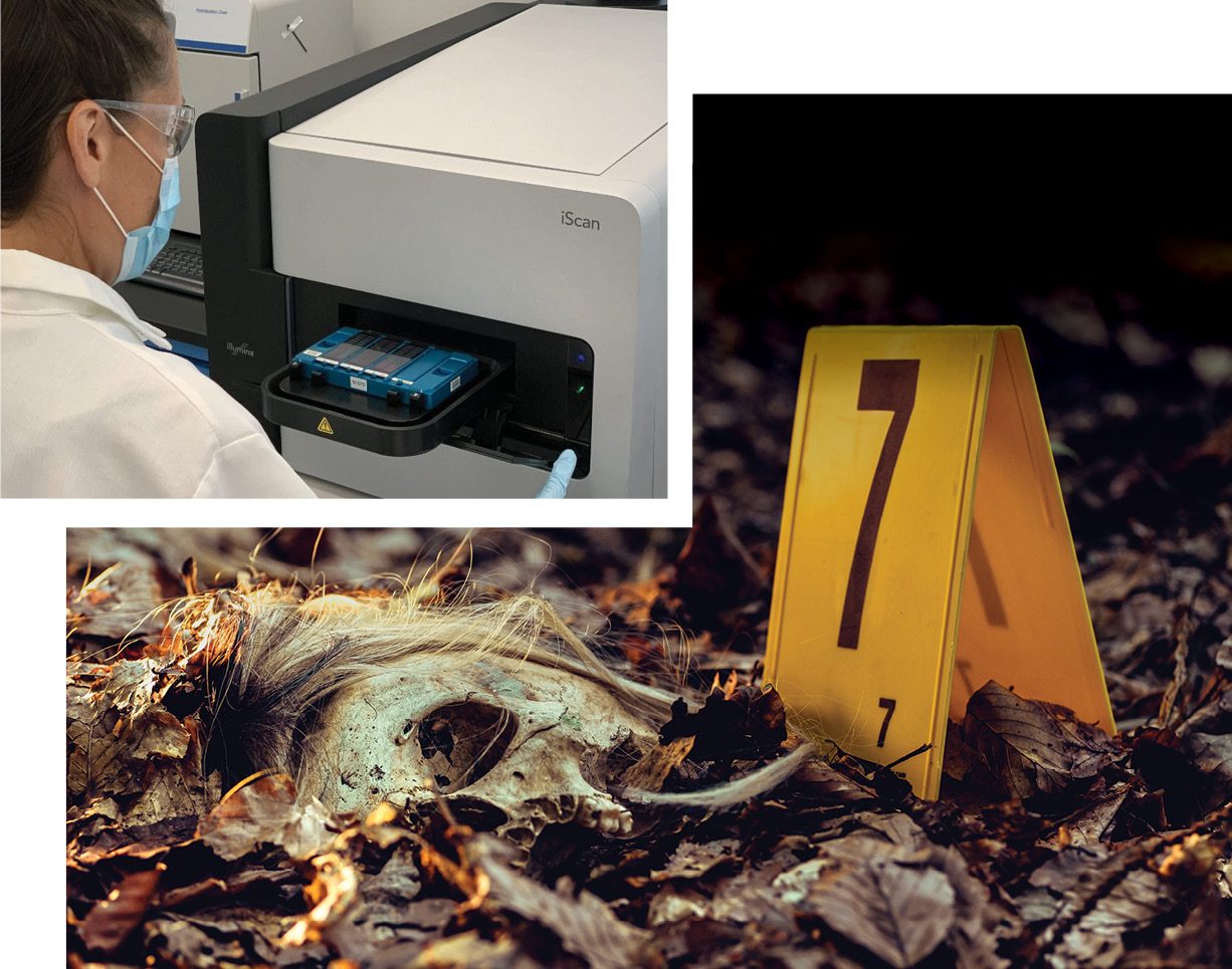 Two photos. one of an analyst using an iScan. The other is of a skull and hair in a bed of dried leaves next to an evidence marker with the number 7.