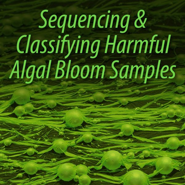 Sequencing and classifying harmful algal bloom samples