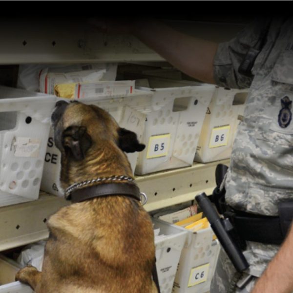 Photo of a handler and his bomb-sniffing dog checking baskets of mail.