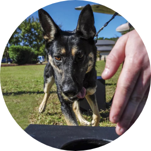 Photo of a bomb-sniffing dog being directed to a suspect area.